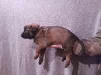 CHIOT