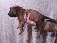 CHIOT