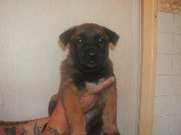 CHIOT