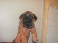 CHIOT