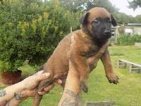 CHIOT