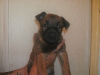 CHIOT