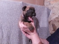 CHIOT