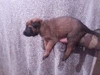 CHIOT