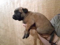 CHIOT