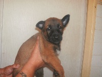 CHIOT