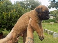 CHIOT
