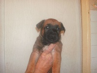 CHIOT