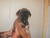 CHIOT